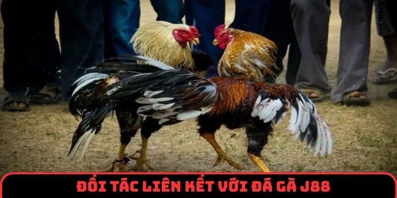 Đối tác uy tín liên kết với sảnh đá gà J88