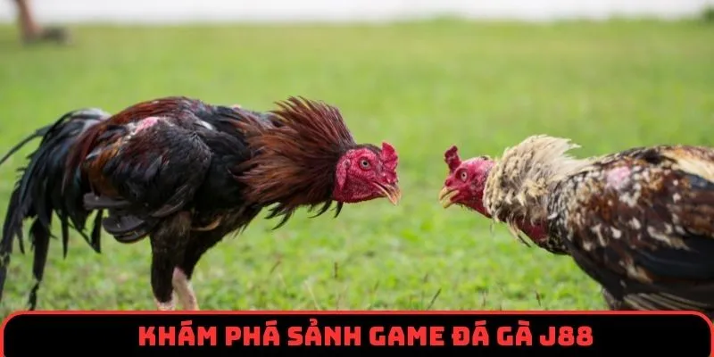 Thông tin khái quát chung về sân chơi đá gà J88