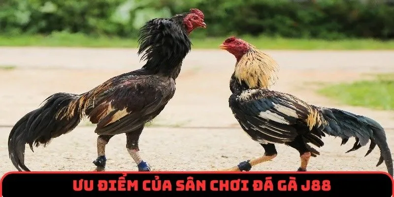 Ưu điểm cuốn hút khách hàng của sân chơi đá gà J88